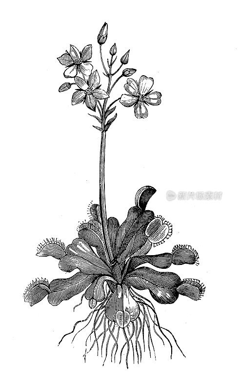 古植物学插图:捕蝇草(Dionaea muscipula)